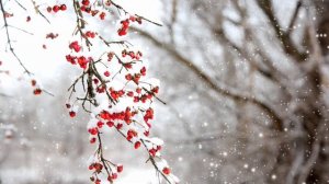 Frosted Harmony｜A Gentle Japanese Jazz Moment