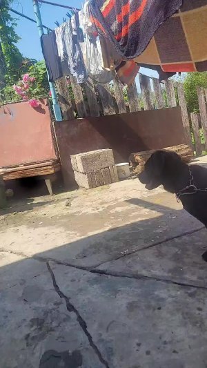 гррр