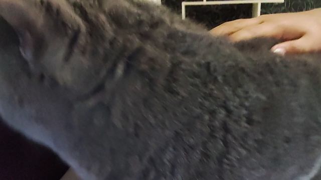 котики 😺🐈🐱 смотреть онлайн