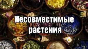 Несовместимые травы | Какие сочетания трав могут ухудшить здоровье