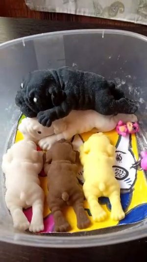 день сквиш собак 😘😘😘🥰🥰😍