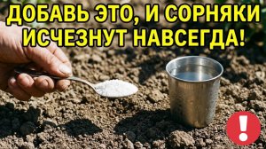 Участок чистый за 1 минуту! Этот способ уничтожает сорняки навсегда!