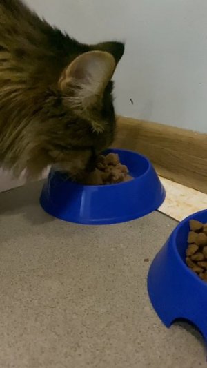 Коты в Сочи