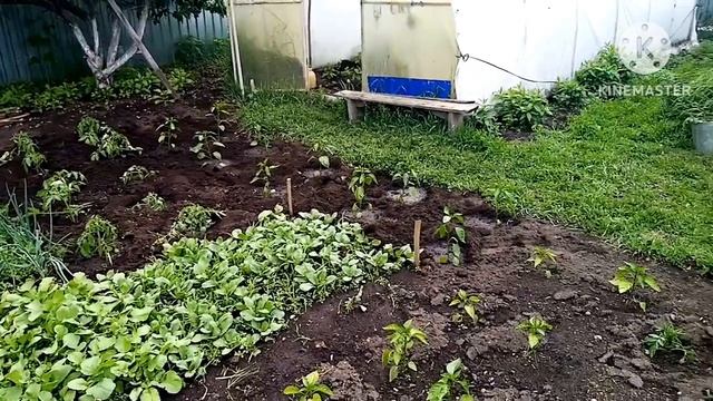 Пожарили шашлык детям и купили роллы смотреть онлайн