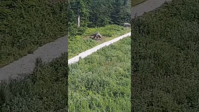 экскурсия по динозаврам(не названный динозавр пазоролов) смотреть онлайн