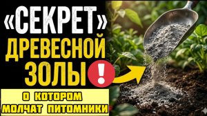 Это дешевле любых удобрений! Вся правда о золе для сада и огорода!