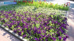 На Приморском бульваре ухаживают за городскими цветниками
