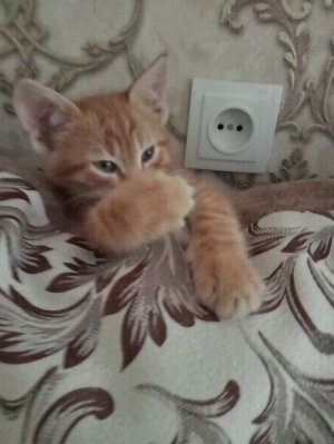 мой котик уснул на мне
