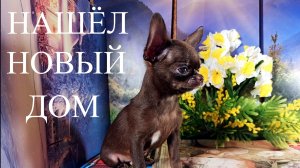 Ефим нашёл НОВЫЙ дом 30/06/26 есть другие щенки+79215950848 #купить_щенка_чихуахуа_продаю