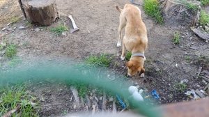 Соседская собачка