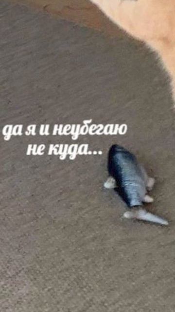 Поздравляю с Днём дирижабля! смотреть онлайн