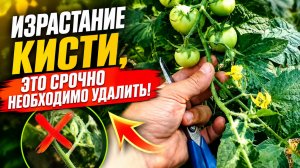 Израстание кисти томата- срочно удалите!