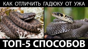 Как отличить гадюку от ужа. Топ-5 способов