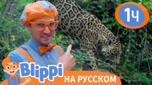 Песня Про Дикую Природу _ Обучающие видео для детей _ Blippi Russian