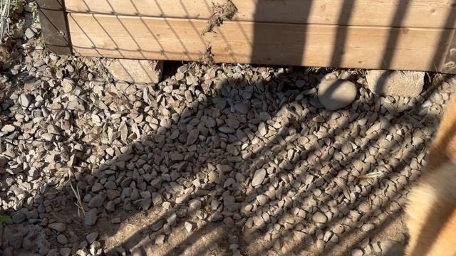 Обзор срочных дел в Пушистом санатории