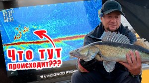 КАК ЗАСТИВИТЬ КЛЕВАТЬ КАПРИЗНОГО СУДАКА!!! ЛОВЛЯ ПЕЛАГИЧЕСКОГО СУДАКА!!!