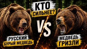 Русский бурый медведь или американский гризли: кто сильнее