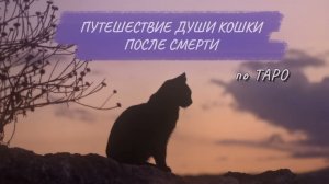 🔮Путешествие души кошки после смерти 🐱