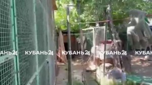 Кенгуру и ламы живут на даче в Адыгее, где обезьяна насмерть покусала женщину