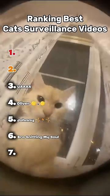 Они думали, что их никто не видит 😂 Коты попались на камеру 🐱 2026