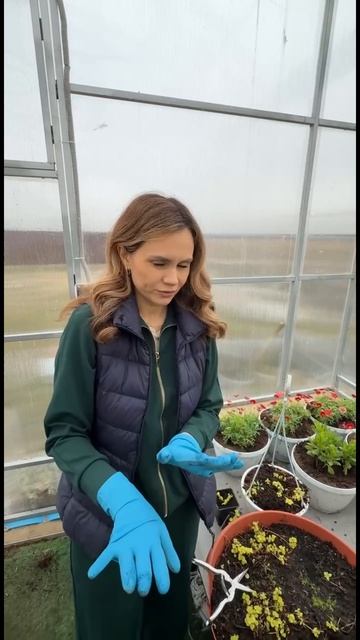 Лизимахия или вербейник монетчатый 🌿