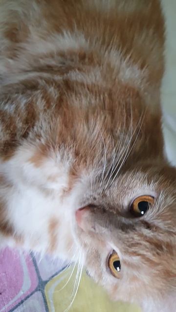 02-07-2026 ЛАГУНА 10 КОТЁНОК