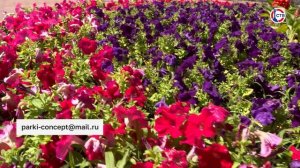 В Севастополе стартовал конкурс «Рисуй цветами»