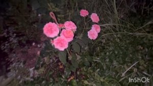 02-07-2026. ЧЕМ ЗАНИМАЛАСЬ , НЕ ПОМНЮ, НО УСТАЛА😁😊😉/жизнь здесь и сейчас ✅❤️❤️❤️