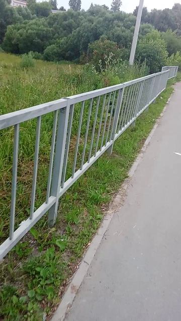 О коте