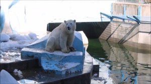Умка выспался и пошёл снег бросать в воду 01.07.2026