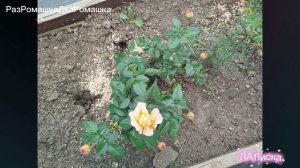 02.07.2026 уДача-дача.РОЗА ПЕРВАЯ МОЯ !!! ГЛОРИЯ ДЕИ