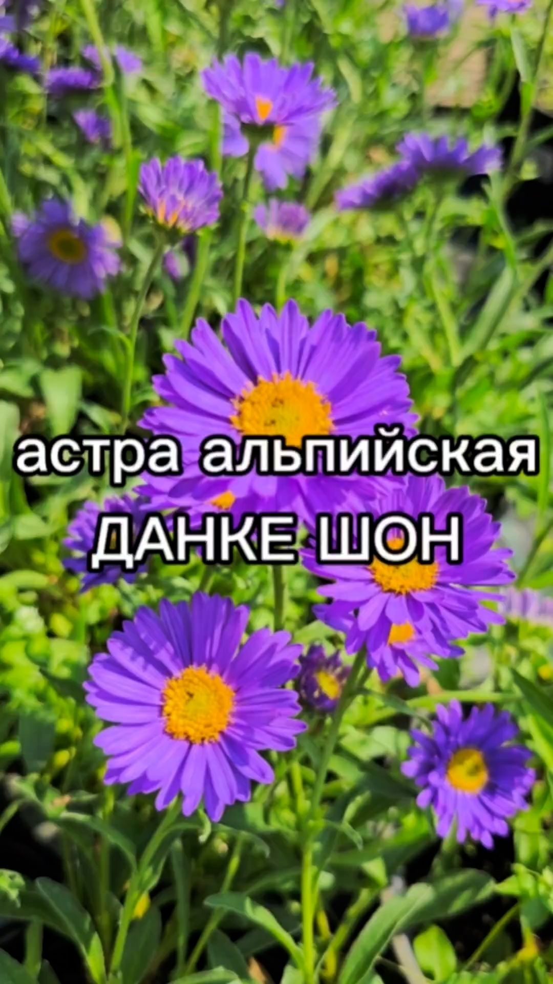 Зимостойкий сорт астры.