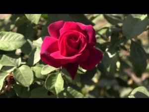 Графиня Диана - чайно-гибридная роза,  Питомник роз Полины Козловой rozarium.biz