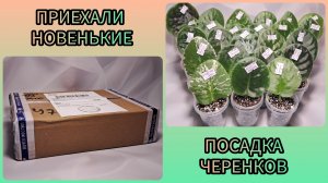 Распаковка посылки с новенькими сортами фиалок. Посадка черенков.