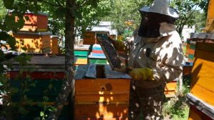 БЫСТРО УВЕЛИЧИВАЕМ ПАСЕКУ И ПОЛУЧАЕМ СУПЕР МАТОК