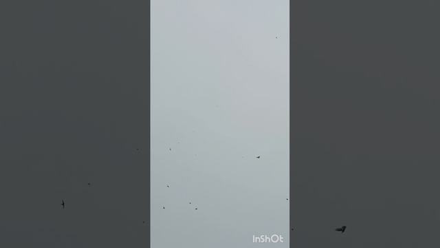 голуби Ломова новая партия