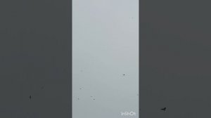 голуби Ломова новая партия