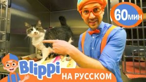 Блиппи Ищет Котика _ Изучай этот мир вместе с Блиппи _ Blippi Russian