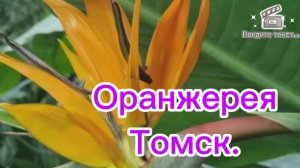 Оранжерея_Томск