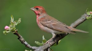 Голоса птиц Как поёт Чечевица обыкновенная Carpodacus erythrinus