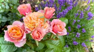 Самые красивые сорта роз этим вечером 🌹 David Austin, Kordes, Barni, Tantau и японские розы