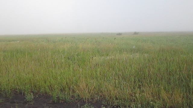 Туман