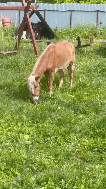 🐴🙃 #приютСудьба #приютдляживотных #животные #лошади