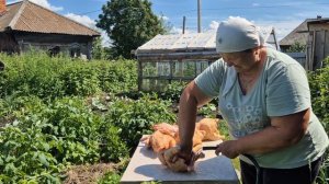 вес прибавился у бройлеров/ клубничка/ Алена поехала к папе
