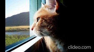 Теперь я кошка