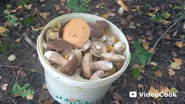 Белые, чернушки,  лисички! Много грибов в конце августа в Подмосковье!
