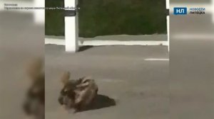 В Липецкой области очевидцы засняли необычную схватку барсуков