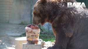 Медведей в Московском зоопарке угостили мороженым.В составе десерта—овощи,фрукты, клубничное варенье