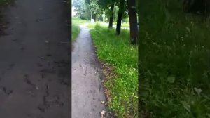 стрим