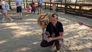 альпаки